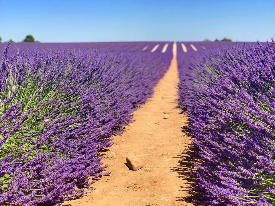 Nằm ở phía Đông Nam nước Pháp, Provence nổi tiếng với những cánh đồng hoa oải hương thơm ngát. Cứ mỗi độ hè về, nơi đây lại rực rỡ một màu tím bởi những luống oải hương nở rộ, trải dài bất tận. Đến Pháp thời điểm này bạn sẽ được thỏa sức ngắm nhìn sắc tím lãng mạn của những cánh đồng hoa oải hương trải dài tít tắp.