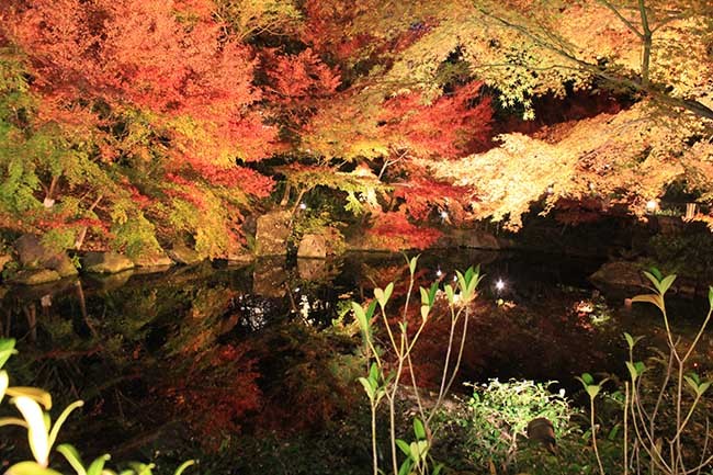 Tokugawa-en (Tokugawa Garden) là một khu vườn truyền thống của  Nhật Bản từng được sử dụng như một biệt thự nghỉ hưu cho các lãnh chúa địa phương. Tokugawa-en đã bị phá hủy trong Thế chiến II và mở cửa trở lại như một khu vườn công cộng vào năm 2004. Khu vườn là một trong những nơi nổi tiếng nhất ở Nagoya khi bước vào mùa thu đầy màu sắc.