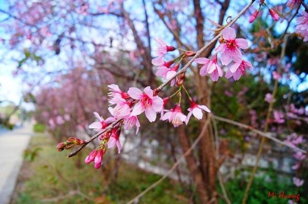 Đà Lạt là địa  điểm du lịch đẹp quanh năm, nhưng vào tháng 3 vùng đất này khoác lên mình màu phớt hồng của sắc hoa anh đào (quốc hoa của Nhật Bản). Trên các tuyến đường như Trần Hưng Đạo hay khu Hòa Bình sẽ ngập tràn sắc hoa này vào tháng 3 hàng năm.