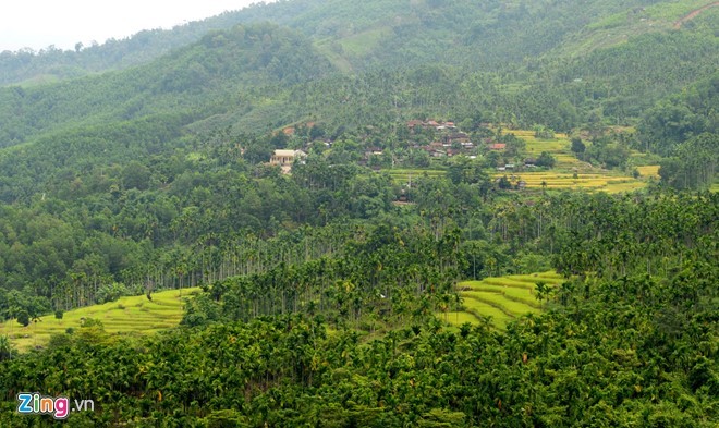 Rừng cau bạt ngàn ở huyện vùng cao Sơn Tây (Quảng Ngãi). Dù mới đầu vụ thu hoạch nhưng giá cau trái nơi đây đã tăng đến 18.000 đồng mỗi kg, gấp nhiều lần so với bình thường.