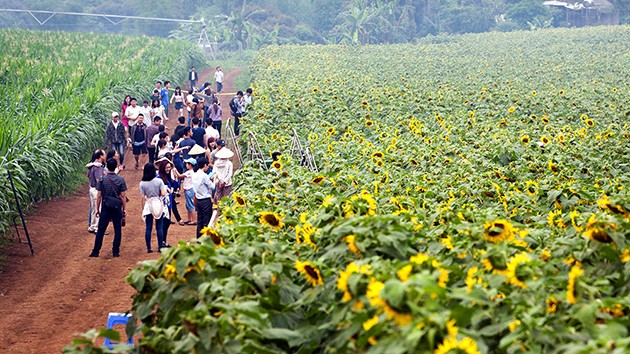 Những năm gần đây, cánh đồng hoa hướng dương tại Nghĩa Đàn (Nghệ An) đã trở thành điểm đến lý thú cho nhiều đoàn du khách vào mỗi dịp cuối năm... Tuy nhiên, cũng chính từ đây, rất nhiều hình ảnh xấu của du khách, người dân ảnh hưởng tới cánh đồng hoa này được nhắc đến kèm theo sự bức xúc, thiếu hài lòng.. Ảnh: dulichnghean.info.