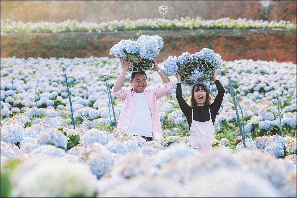 Cứ mỗi dịp đầu năm về, các dân phượt hay những bạn trẻ mê du lịch lại rủ nhau về Đà Lạt để hòa mình vào khu vườn cẩm tú cầu cực lạ mắt và bị cuốn hút bởi chỉ ở đây người ta mới thấy sắc hoa tươi tắn, tròn đầy và quyến rũ nhất của loài hoa độc đáo này. Ảnh trong bài: Chit Photo.