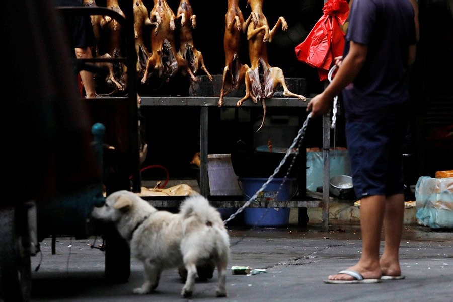  Lễ hội thịt chó và vải của người dân thành phố Ngọc Lâm kéo dài trong 10 ngày, từ 21-30/6. Hoạt động được người dân địa phương tổ chức mỗi năm một lần để mừng ngày hạ chí. (Ảnh: Reuter)