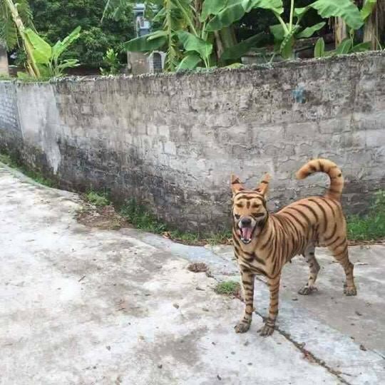 Có nhiều chú chó còn được các cô, cậu chủ hóa trang thành đủ các loài vật khác nhau, điển hình như hổ.