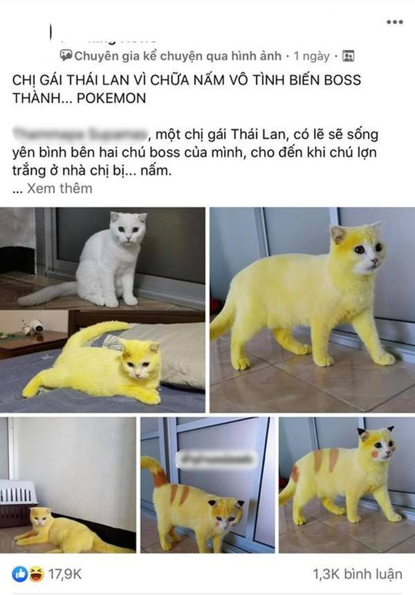 Mới đây trên MXH, dân tình thích thú khi ngắm nhìn chú mèo bỗng dưng bị biến thành pikachu với bộ lông màu vàng và những vằn lông điển hình giống hệt nhân vật trong phim hoạt hình pokemon đình đám.