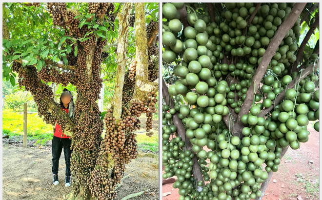 Thời tiết và thổ nhưỡng phù hợp nên Việt Nam là đất nước có đa dạng loại trái cây đặc trưng của xứ nhiệt đới. Điển hình trong số đó phải kể tới  dâu da đất, thứ quả gắn liền với tuổi thơ của nhiều bạn trẻ.