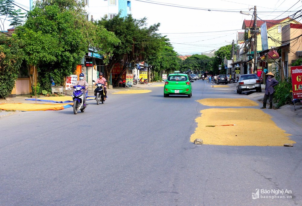 Tuyến đường Nguyễn Duy Trinh nằm trên địa bàn phường Hưng Dũng (TP. Vinh) bị người dân chiếm lòng đường làm nơi phơi lúa. Ảnh: Q.A