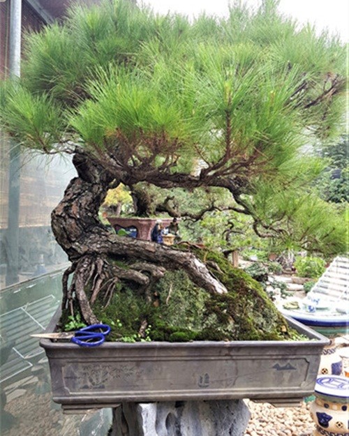 Chậu  bonsai phi lao có thân uốn cong cong như long thân. Gốc và bộ rễ lớn bám vào đất, tán cây rộng, vươn cao, cành lá xum xuê. Ảnh: Đóa Nhi.