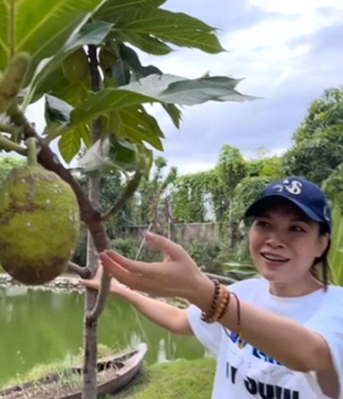 Mới đây,  ca sĩ Mỹ Tâm đăng video thu hoạch sa kê sai trĩu cành trong "biệt phủ" nghìn mét vuông. Do sơ ý làm gãy thân một cây, Mỹ Tâm vuốt ve xin lỗi khiến người xem bật cười. Ảnh chụp màn hình