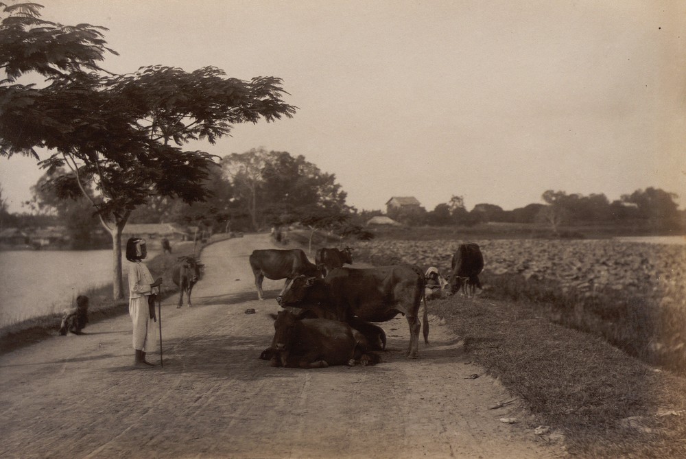 Trẻ chăn bò và những con bò chắn ngang một con đường ở vùng ven  Hà Nội thập niên 1890. Ảnh: Bunum.univ-cotedazur.fr.