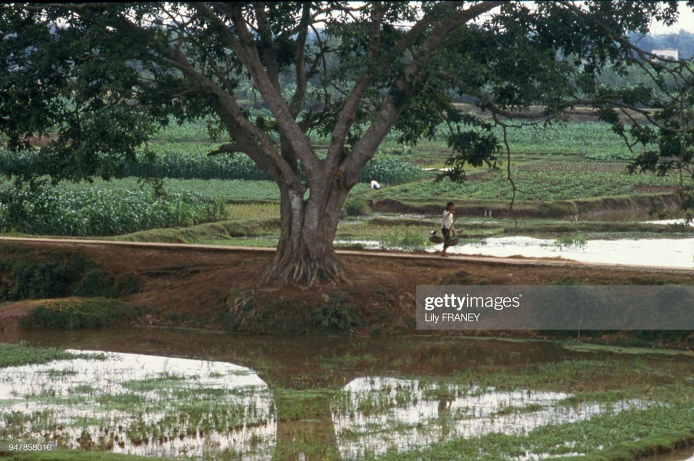 Khung cảnh thanh bình trên một con đường làng ở miền Bắc  Việt Nam năm 1987. Ảnh: Lily Franey/ Getty Images.