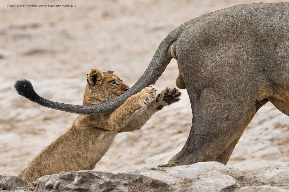 Bức ảnh "Chụp lấy...!" của nhiếp ảnh gia Sarah Skinner đã giành giải cao nhất của cuộc thi Comedy Wildlife Photography 2019. "Tôi rất vui vì con sư tử cái này vẫn tiếp tục sống ở trong đàn", cô Skinner nói. "Tôi chỉ có thể hy vọng và khuyến khích mọi người cùng nhau tham gia bảo tồn tất cả các loài động vật hoang dã để các thế hệ tương lai có thể nhìn thấy chúng". Ảnh:Sarah Skinner.