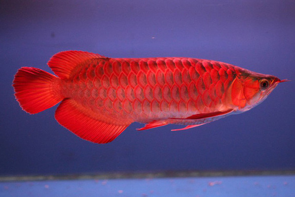  Cá Rồng có tên khoa học là Arowana - loài cá bản địa tại Đông Nam Á. Cái tên Rồng xuất phát từ dáng bơi của loài cá này, mô phỏng lại dáng rồng bay trong truyền thuyết của châu Á.