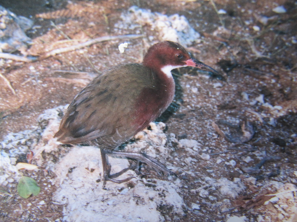 Một trong số đó là  loài gà  nước cổ trắng Aldabra (Dryolimnas cuvieri aldabranus), một loài chim không biết bay duy nhất còn sống ở Ấn Độ Dương.(Ảnh: iNaturalist)