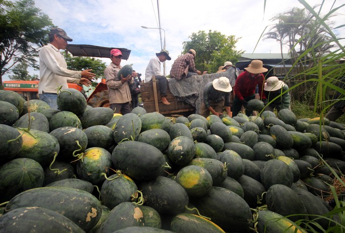 1.500 đồng - 2.000 đồng/kg là giá dưa hấu tại ruộng ở nhiều nơi kể từ sau đợt lễ 30/4 - 1/05. Nguyên nhân được cho là do thương lái ngừng xuất hàng qua Trung Quốc, khiến dưa bị ứ đọng. Ảnh: nguoiduatin.