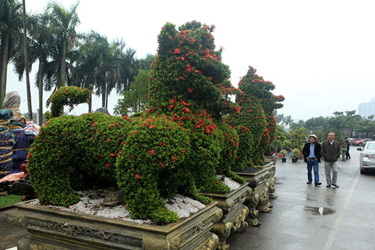 Hai  cặp kiểng tạo hình linh vật chó và tỳ hưu của một nhà vườn Thanh Hóa đang trưng bày tại Hà Nội thu hút khá đông người đến chiêm ngưỡng.