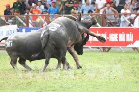  Lễ hội chọi trâu Đồ Sơn 2017 đã phải dừng tổ chức sau vụ tai nạn gây chết người ở vòng đấu loại - khi trâu số 18 khi đang thi đấu, bất ngờ bỏ chạy và húc vào chủ trâu là ông Đinh Xuân Hướng, 47 tuổi, ở phường Vạn Hương, quận Đồ Sơn (Hải Phòng) khiến ông Hướng thiệt mạng. Sự cố đã khiến dư luận bàng hoàng, nhiều tranh luận nổ ra về việc nên giữ hay xóa bỏ lễ hội chọi trâu Đồ Sơn này. Ảnh: TTXVN.