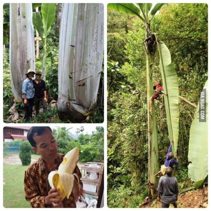 Được mệnh danh là giống chuối to nhất thế giới, chuối Musa Ingens là loài đặc biệt ở Papua New Guinea. Giống  chuối kỳ lạ này không phải đột biến gen hay lạm dụng thuốc tăng trọng. Ảnh: 9Gag.