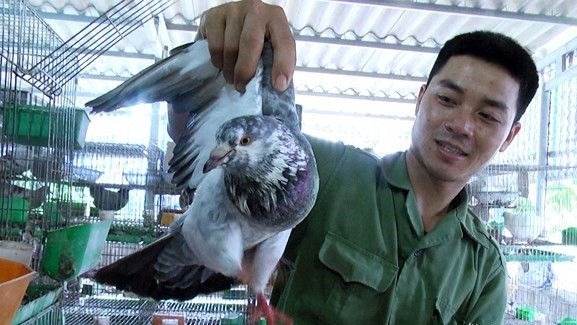 Nung nấu ý chí làm giàu tại quê hương, chàng trai trẻ Phạm Thanh Nhật ở làng Tra (xã Nghĩa Lâm, huyện Nghĩa Đàn, Nghệ An) bắt tay với mô hình nuôi chim bồ câu Pháp. Ảnh: Baonghean.