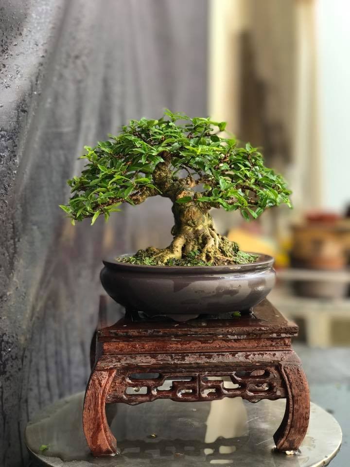 Bonsai  mai chiếu thủy mini hơn 5 năm tuổi, chỉ cao 15cm. Ảnh: FB Bonsai.