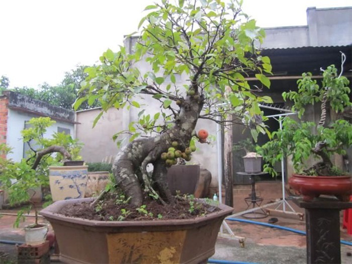 Là cây thân gỗ lại cho nhiều quả nên cây sung được chuộng để tạo dáng bonsai. Ảnh: Vietq.