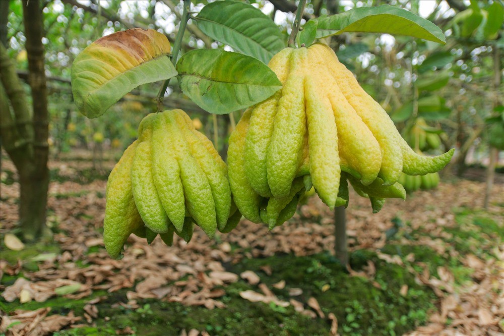 Một vài năm trở lại đây,  phật thủ trở thành loại quả được ưa chuộng và không thể thiếu trên bàn thờ tổ tiên mỗi dịp Tết đến xuân về. Đây là loại quả có mùi thơm dễ chịu, để được dài ngày và mang ý nghĩa tín ngưỡng sâu sắc. Chúng tôi tìm đến Yên Sở và Đắc Sở (Hoài Đức, Hà Nội) – hai xã nổi tiếng trong nam ngoài bắc với nghề trồng phật thủ vào cuối tháng 11 âm lịch. Tại đây, người dân đang chuẩn bị những khâu chăm sóc, bảo quản cuối cùng cho phật thủ trước khi xuất bán vụ Tết Mậu Tuất.