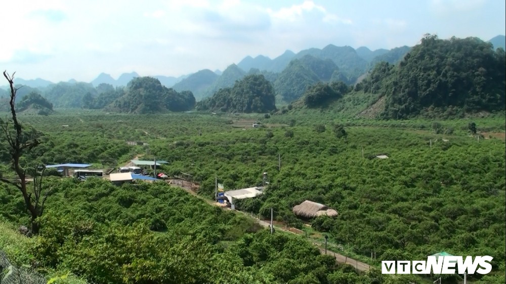 Thung Lũng Nà Ka (Mộc Châu, Sơn La) được biết đến với cánh đồng  trồng mận hậu, mỗi năm rừng mận này cho thu hoạch hàng ngàn tấn cung cấp đi khắp các cả nước.