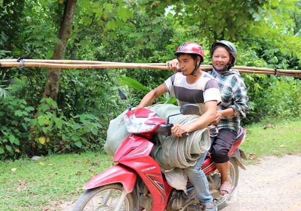 Những ngày này, về các huyện Anh Sơn, Đô Lương, Thanh Chương… dễ thấy những người dân đi xe máy chở theo những cuộn lưới, bao lưới, mang theo những chiếc sào dài, thì đó chắc chắn là những người làm  nghề trèo trám. Ảnh: Huy Thư