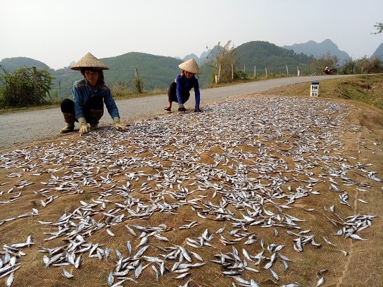  Nghề làm cá khô ven sông Đà đang mang lại nguồn thu nhập khá cho người nông dân. Cá sông được đánh bắt bằng lưới, người nông dân thu gom về làm cá khô thương phẩm. Có rất nhiều loại cá khô như cá mương khô, cá tép dầu khô, cá ngáo khô, cá chỉ vàng khô… mỗi loại có giá bán khác nhau. Trong đó, một số loại làm thực phẩm cho thức ăn cho chăn nuôi, còn một số loại làm thực phẩm.