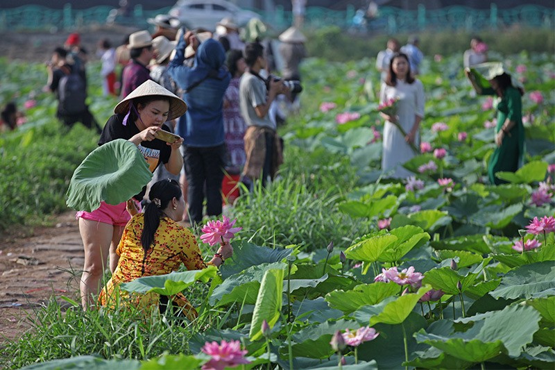 Những đầm sen nằm phía sau  Công viên nước Hồ Tây mùa này luôn tấp nập người dân đến chụp ảnh từ 5 giờ sáng hàng ngày.