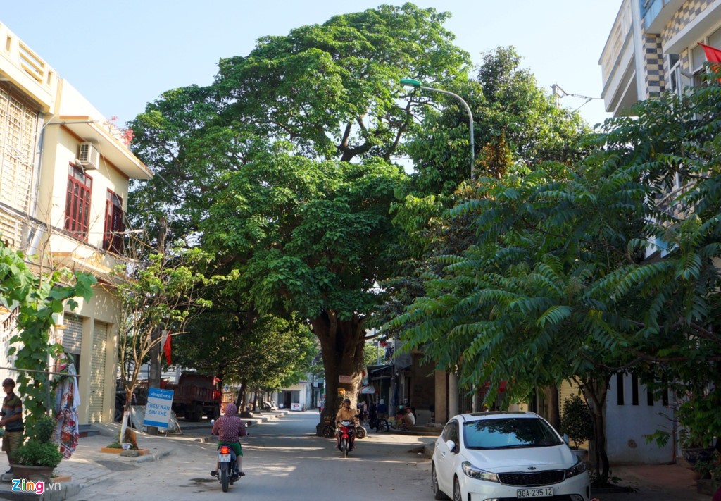 Tại ngã tư Ngô Quyền - Nguyễn Công Trứ, phường Bắc Sơn (thị xã Sầm Sơn, Thanh Hóa), một cây vông  cổ thụ mọc giữa đường. Ảnh: Zingnews.