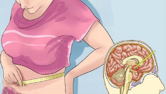 Leptin là một lọai hooc-môn được sản sinh ra từ chất béo. Hooc-môn này tác động tới vùng não điều khiển cơn thèm ăn và sự trao đổi chất. Nhờ lentin, tế bào chất béo phát đi thông tin thông báo cho não biết khi nào đã no bụng. Từ đó, não sẽ tăng cường trao đổi chất cũng như đốt bớt năng lượng thừa.  