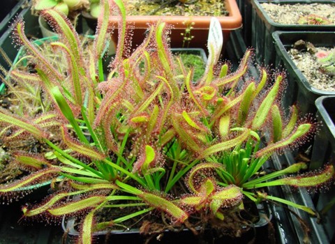 Drosera Capensis hay Cape Sundew thuộc họ cây ăn thịt. Dù có về ngoài khá đẹp mắt, hoa có màu hồng và mùi khá ngọt, Cape Sundew là một trong ít những cây ăn thịt trên thế giới. Tuy nhiên, điều đáng sợ nhất là nó ăn thịt con mồi mình trong không khí, chứ không ở trong bầu lá như với nhiều loại cây khác.