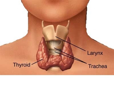 Tuyến giáp trạng có vai trò vô cùng lớn khi nó sản sinh ra những loại hormone quan trọng cho sự hoạt động của cơ thể, trong đó có cả loại hormone điều tiết quá trình trao đổi chất của cơ thể. Dưới đây là một số loại  thực phẩm bảo vệ tuyến giáp hiệu quả.