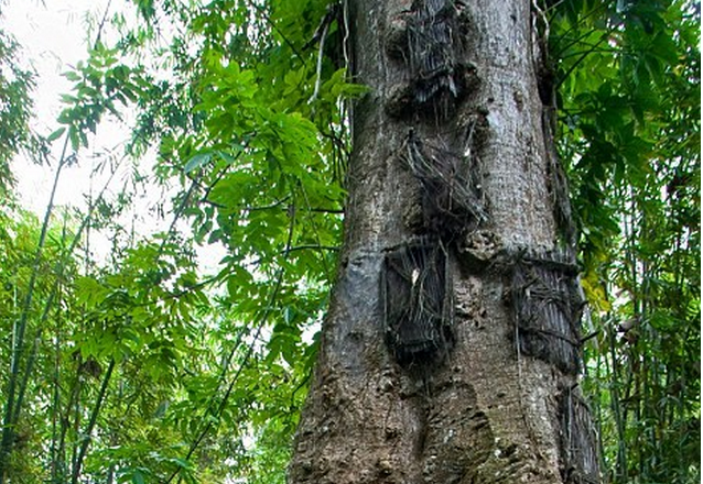 Bộ tộc Toraja ở phía nam đảo Sulawesi thuộc Indonesia lưu giữ tập  tục chôn cất những em bé qua đời khi chưa mọc răng trong thân cây.