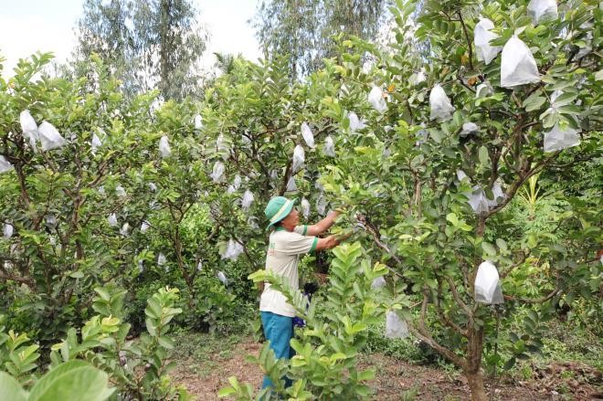  Vườn ổi của ông Nguyễn Phước Thùy (64 tuổi, ngụ xã Vĩnh Thạnh, huyện Lấp Vò, tỉnh Đồng Tháp) khiến ai cũng phải kinh ngạc khi đến tham quan vì trái “siêu to” mọc dày trên thân cây khẳng khiu.