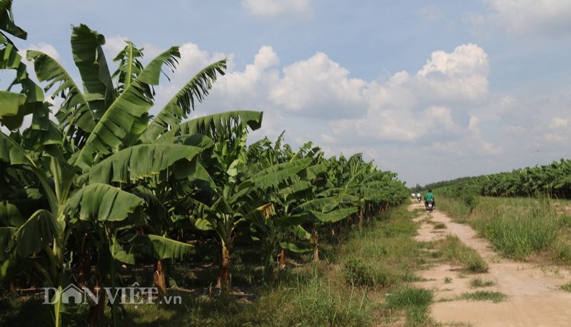 Sản phẩm  chuối khủng sạch của "Hai Lúa" Long An được kiểm nghiệm chặt chẽ, đủ sức đi các thị trường khó tính, trong đó chủ yếu xuất khẩu sang các nước Trung Đông. Các thương gia ở Dubai đã tìm về tận khu vườn triệu đô của ông Huy và đã ký nhiều đơn hàng dài hạn. Hiện nay, giá chuối tại vườn được các công ty nhập khẩu trả từ 7.000 - 8.000 đồng/kg. Trong khi đó, giá chuối bán tại siêu thị khoảng 35.000 - 40.000 đồng/kg. Vườn chuối triệu đô rộng 70ha, nhân công đi chăm sóc chuối phải dùng xe gắn máy.