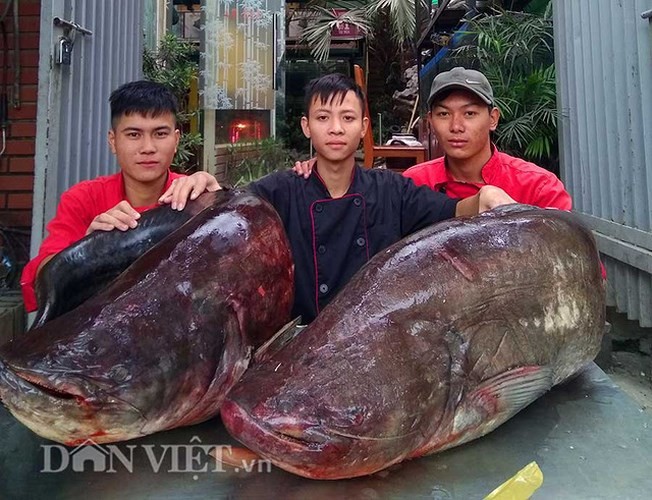 Sáng nay (26/11), cặp  cá leo “khủng” đã được thương lái vận chuyển bằng đường hàng không về Thủ đô Hà Nội.