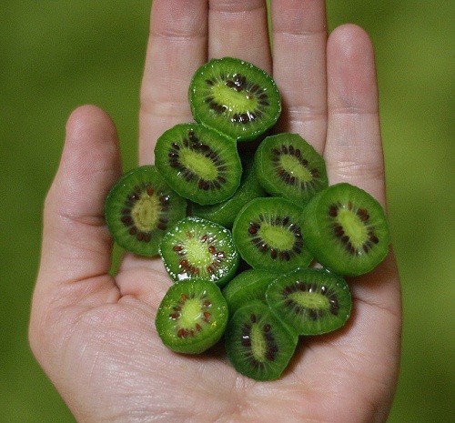 Kiwi là loại quả có màu xanh vàng đẹp mắt và rất thơm ngon mà có lẽ không ai là không biết đến. Đây cũng là loại “siêu trái cây” được xếp hạng trong top đầu các loại trái cây rất tốt cho sức khỏe và là một trong những thực phẩm an toàn nhất thế giới.