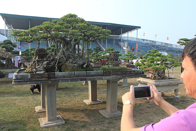  Cây sanh cổ thụ có tên gọi “Hồn Việt” hiện thuộc sở hữu của ông Nguyễn Tân Khoa hay còn được gọi là “Khoa sắt” (Hoàng Mai, Hà Nội). Cây sanh cổ có tuổi đời hơn 100 năm được ông Khoa mua của một gia đình ở Thanh Oai (Hà Nội) cách đây 20 năm.