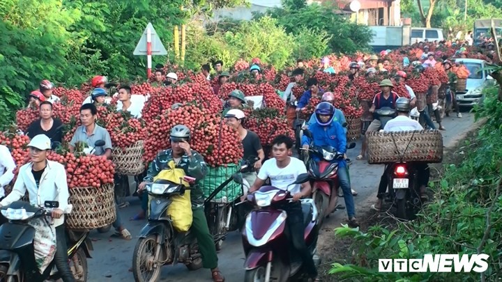 Quốc lộ 279 qua hai xã Tân Sơn và Cấm Sơn (huyện Lục Ngạn, tỉnh Bắc Giang) những ngày này tấp nập người mua bán  vải thiều. Cảnh ùn tắc kéo dài hàng cây số.