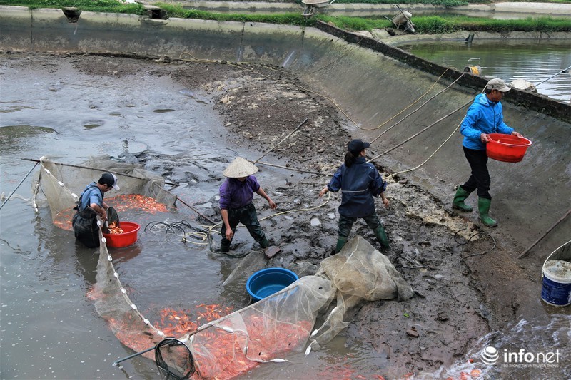 Chỉ còn ít ngày nữa đến ngày  Tết ông Công, ông Táo (23 tháng Chạp âm lịch), những ngày này người dân làng nghề nuôi cá chép đỏ Thủy Trầm, xã Tuy Lộc, huyện Cẩm Khê (Phú Thọ) càng trở nên tất bật.