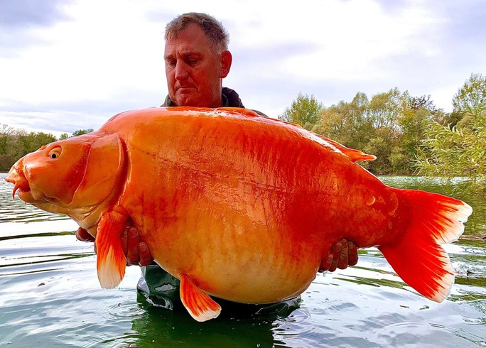 Ông Andy Hackett, 42 tuổi, câu được thủy quái vàng nêu trên (được đặt tên The Carrot) ở trại cá Blue Water Lakes, khu vực Champagne - Pháp. "Tôi luôn biết The Carrot ở đó nhưng tôi không bao giờ nghĩ mình có thể bắt được nó" – ông Hackett nói.