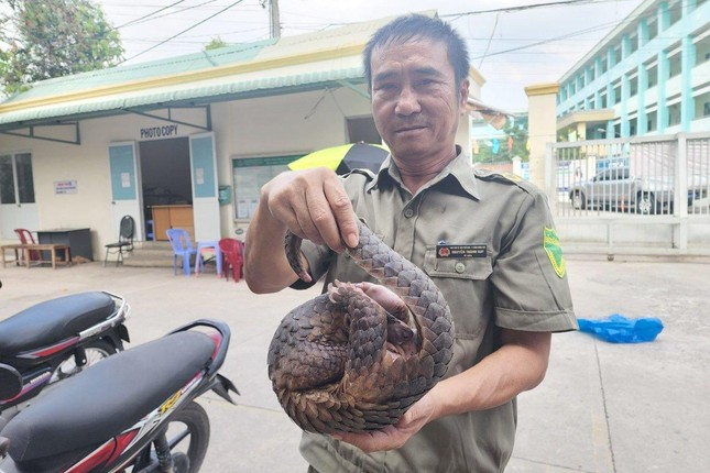 Trước đó, rạng sáng ngày 29/11, ông Nguyễn Thành Hay (50 tuổi, bảo vệ dân phố phường Bình Hưng Hòa, quận Bình Tân) đi tuần tra tại một con hẻm trên đường số 4, khu phố 6, phường Bình Hưng Hòa (quận Bình Tân) thì phát hiện một con vật lạ đang kiếm ăn ở đống rác.