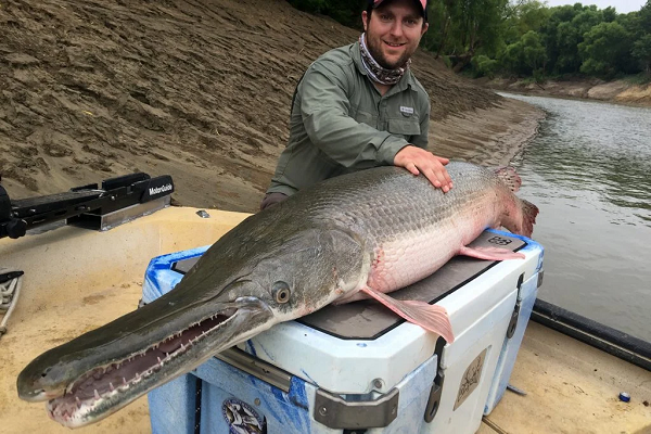  1. Alligator Gar (Cá sấu mõm dài) sở hữu thân hình dài, lớn và bộ hàm khá đặc biệt với nhiều tầng răng nhỏ liên tiếp nhau, là nỗi ác mộng của bất kỳ loại vật nào không may mắn đối đầu với chúng.