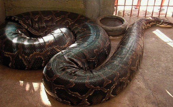  1. Trăn Miến Điện hay còn gọi là trăn mốc (Python molurus bivittatus) trước đây được xem là phân loài lớn nhất của trăn Ấn Độ trong chi python cho đến năm 2009 thì các nhà khoa học đã xác minh lại rằng chúng là một loài riêng biệt.