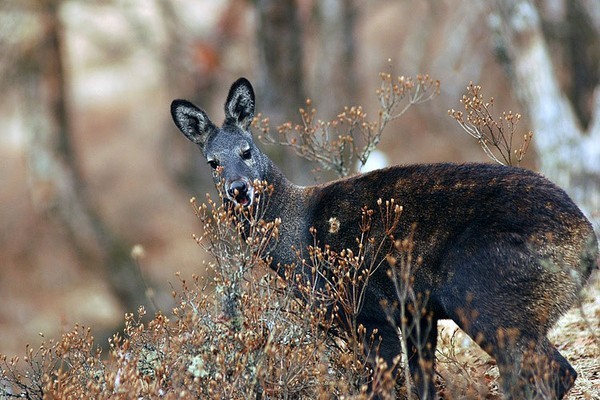 1.  Hươu xạ Kashmir, tên khoa học là Moschus cupreus, là một loài đ ộng vật có vú trong họ Moschidae, bộ Artiodactyla.