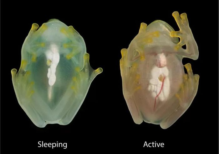 Họ phát hiện rằng khi ngủ,  ếch thủy tinh chuyển gần 89% tế bào hồng cầu từ máu vào gan, khiến da và mô cơ của chúng trong suốt hơn 2-3 lần. Khi đó, gan của chúng tăng gấp đôi kích thước.