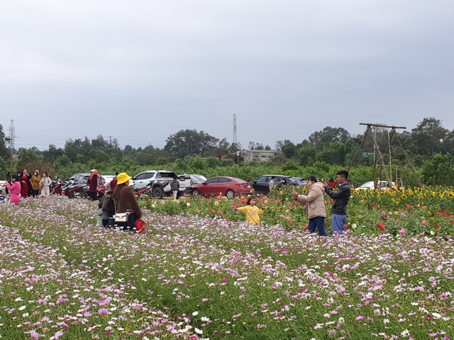 Những ngày đầu năm mới, vườn hoa tại thôn 10, xã Lý Trạch, huyện Bố Trạch (Quảng Bình) đang thu hút lượng lớn du khách tham quan.