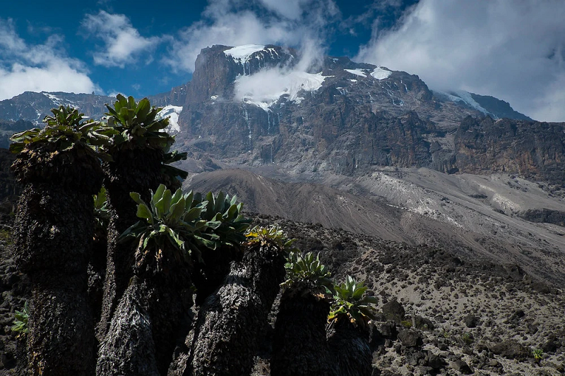 Là ngọn núi cao nhất ở châu Phi, Kilimanjaro có khí hậu khá đặc biệt, vì thế nơi này có nhiều loại cây kỳ lạ, quý hiếm hầu như không tìm thấy ở nơi nào khác trên Trái đất.